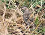 Vesper Sparrow 5 - Pooecetes gramineus