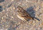 Vesper Sparrow 6 - Pooecetes gramineus