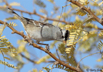 White-crowned Sparrow 14 - Zonotrichia leucophrys