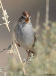 White-crowned Sparrow 15 - Zonotrichia leucophrys