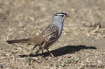 White-crowned Sparrow 5 - Zonotrichia leucophrys