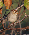 White-crowned Sparrow 9 - Zonotrichia leucophrys