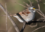 White-throated Sparrow 5 - Zonotrichia albicollis
