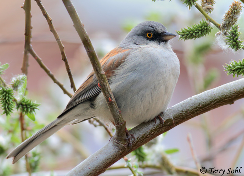 Yellow-eyed Junco - Junco phaeonotus