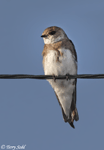Bank Swallow - Riparia riparia