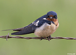 Barn Swallow 11 - Hirundo rustica