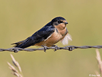 Barn Swallow 14 - Hirundo rustica