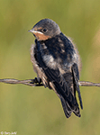 Barn Swallow 15 - Hirundo rustica