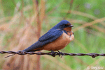 Barn Swallow 2 - Hirundo rustica