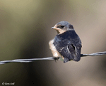 Barn Swallow 3 - Hirundo rustica