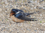 Barn Swallow 7 - Hirundo rustica