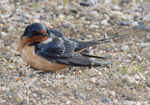 Barn Swallow 8 - Hirundo rustica