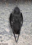 Chimney Swift - Chaetura pelagica