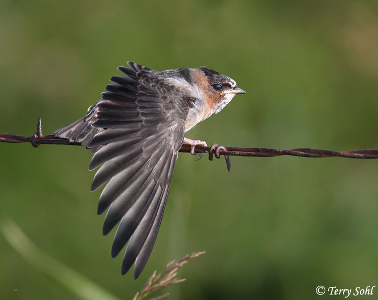 Cliff Swallow Photo Photograph Picture