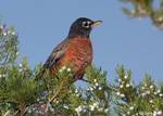 American Robin 11 - Turdus migratorius