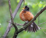 American Robin 18 - Turdus migratorius