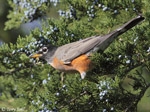 American Robin 1 - Turdus migratorius