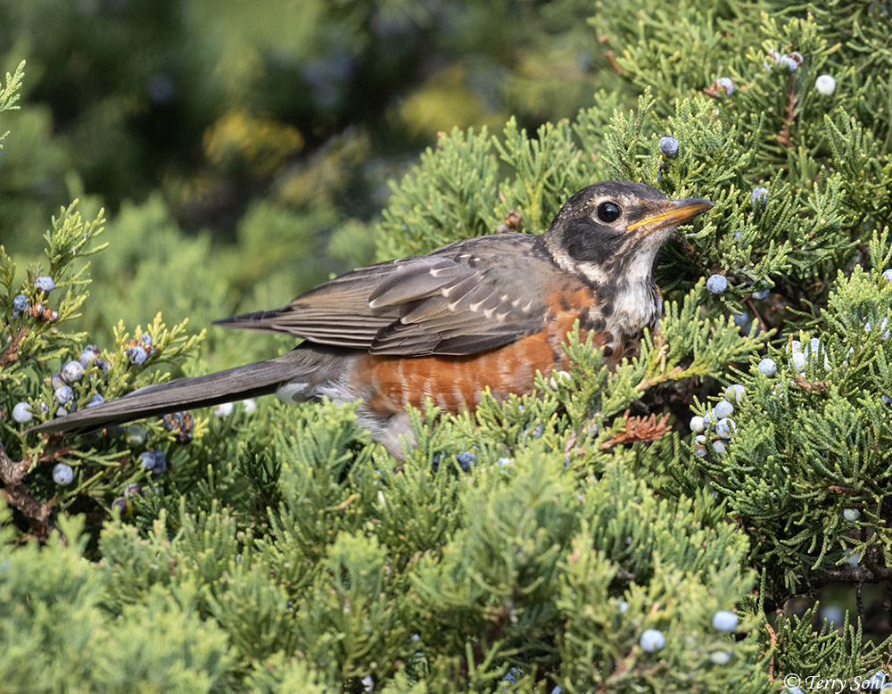 American Robin  Missouri Department of Conservation