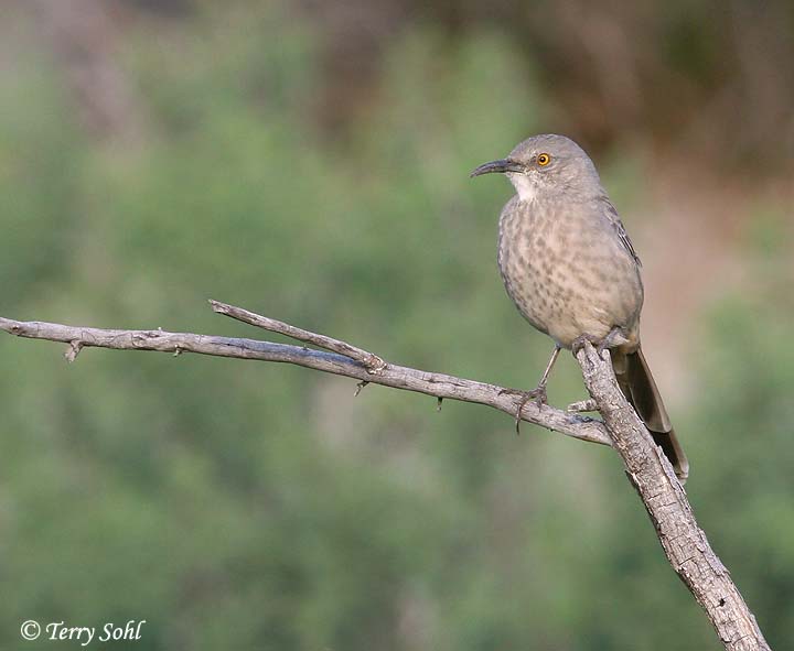 Curve-billed Thrasher - Toxostoma curvirostre