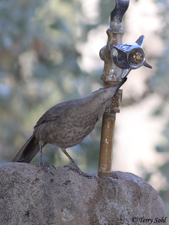 Curve-billed Thrasher - Toxostoma curvirostre