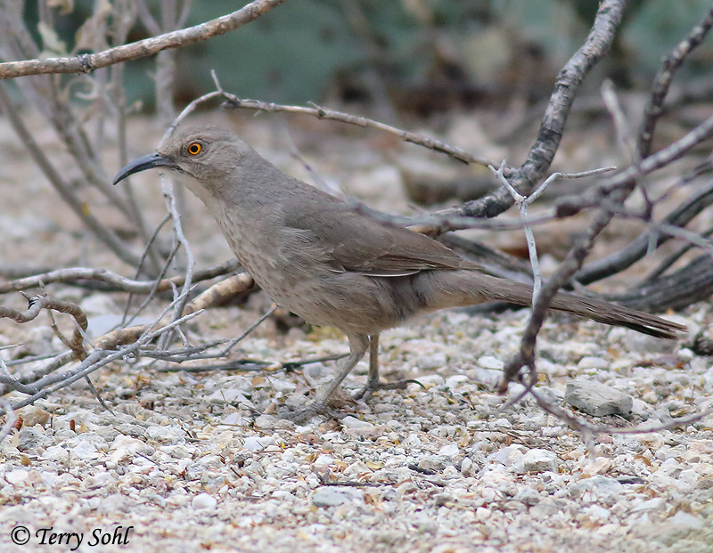 Curve-billed Thrasher - Toxostoma curvirostre