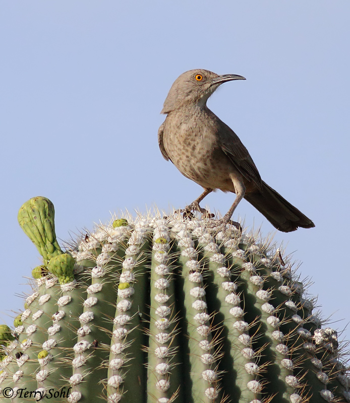 Curve-billed Thrasher - Toxostoma curvirostre