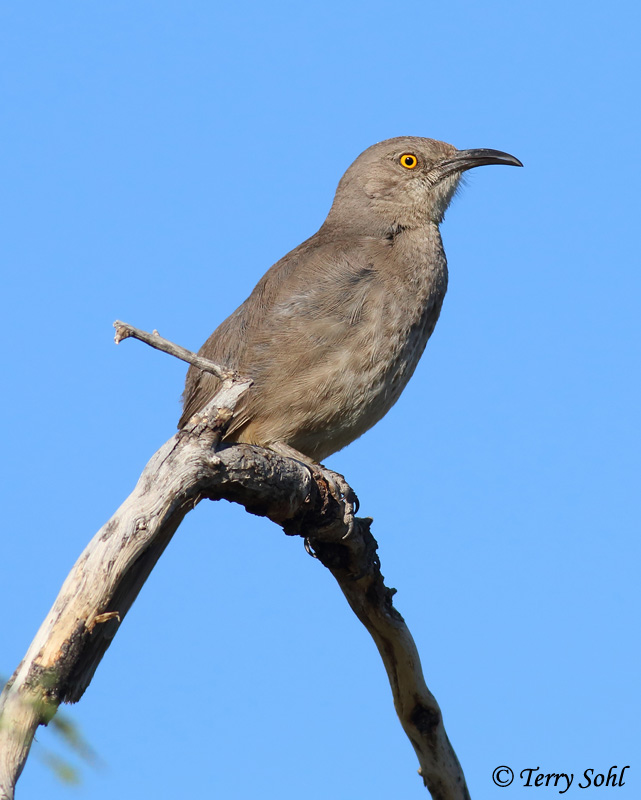 Curve-billed Thrasher - Toxostoma curvirostre