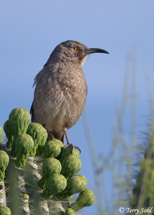 Curve-billed Thrasher - Toxostoma curvirostre