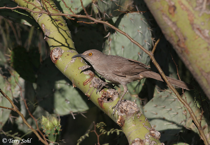 Curve-billed Thrasher - Toxostoma curvirostre