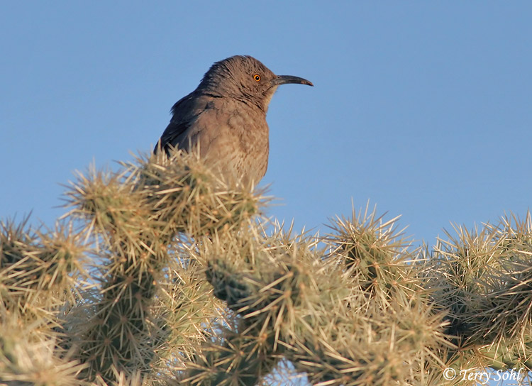 Curve-billed Thrasher - Toxostoma curvirostre