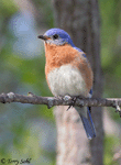 Eastern Bluebird 1 - Sialia sialis