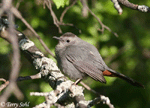 Gray Catbird 2 - Dumetella carolinensis