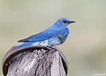 Mountain Bluebird 10 - Sialia currucoides