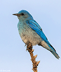 Mountain Bluebird 12 - Sialia currucoides