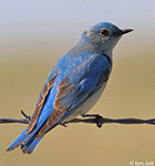 Mountain Bluebird 14 - Sialia currucoides