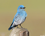 Mountain Bluebird 18 - Sialia currucoides