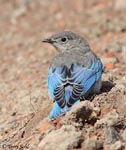 Mountain Bluebird 4 - Sialia currucoides