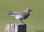 Mountain Bluebird 5 - Sialia currucoides