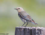 Mountain Bluebird 6 - Sialia currucoides
