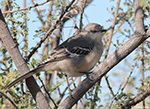 Northern Mockingbird 10 - Mimus polyglottos