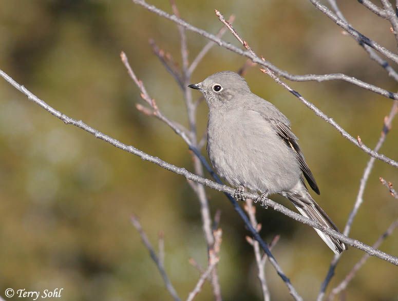 Townsend's Solitaire - Myadestes townsendi