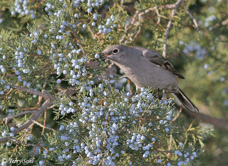 Townsend's Solitaire - Myadestes townsendi