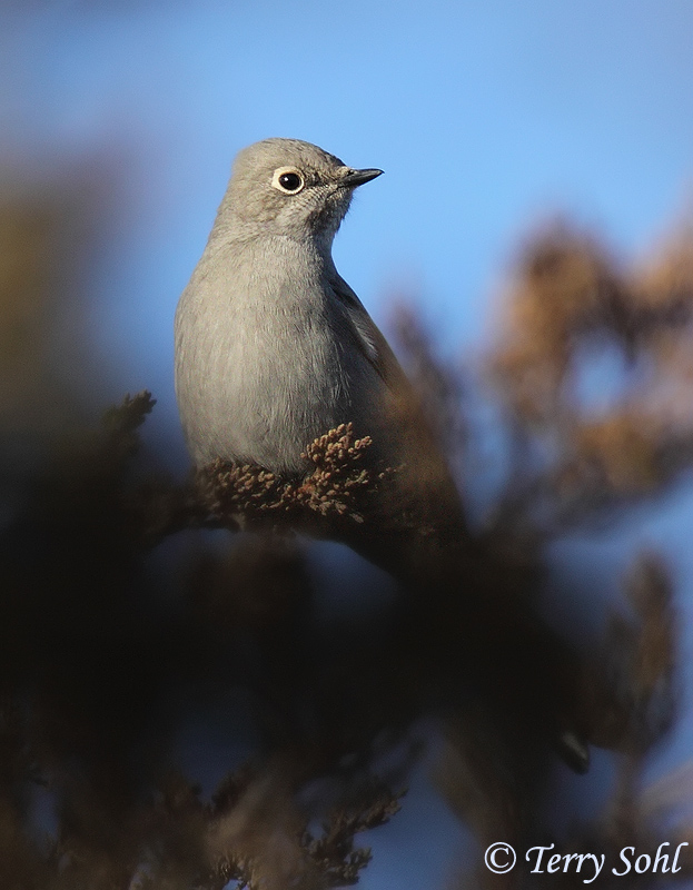 Townsend's Solitaire - Myadestes townsendi