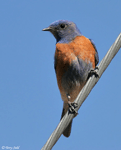 Western Bluebird - Sialia mexicana