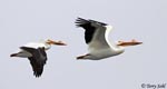 American White Pelican 14 - Pelecanus erythrorhynchos