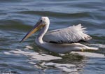 American White Pelican 18 - Pelecanus erythrorhynchos