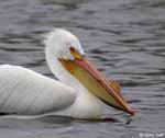 American White Pelican 1 - Pelecanus erythrorhynchos