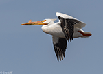 American White Pelican 24 - Pelecanus erythrorhynchos