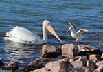 American White Pelican 26 - Pelecanus erythrorhynchos