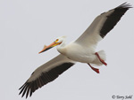 American White Pelican 5 - Pelecanus erythrorhynchos